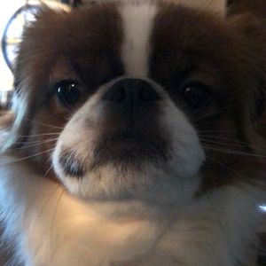 Meet your Posher, Jagger